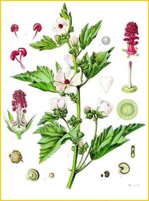 Алтей лекарственный ( Althaea officinalis ) from «Koehler's Medizinal-Pflanzen»