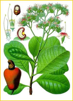   /  ( Anacardium occidentale ) from Koehler's Medizinal-Pflanzen