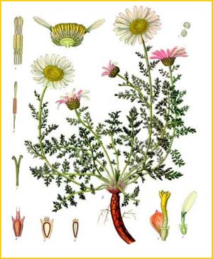   ( Anacyclus depressus / pyrethrum / freynii ) from Koehler's Medizinal-Pflanzen