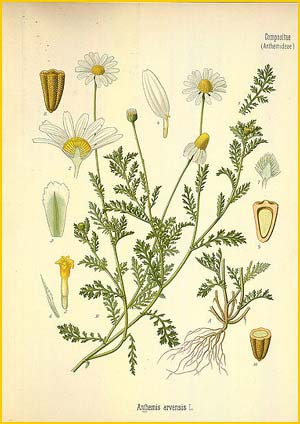  ( Anthemis arvensis ) from Koehler's Medizinal-Pflanzen