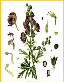   ( Aconitum napellus ) from Koehler's Medizinal-Pflanzen
