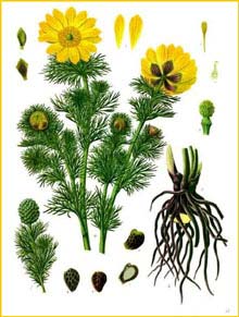  /   (Adonis vernalis ) from Koehler's Medizinal-Pflanzen