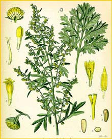   ( Artemisia absinthium ) from Koehler's Medizinal-Pflanzen