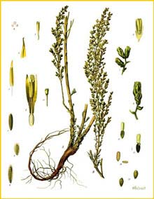   ( Artemisia cina ) from Koehler's Medizinal-Pflanzen 