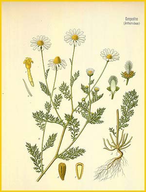   ( Anthemis cotula ) from Koehler's Medizinal-Pflanzen