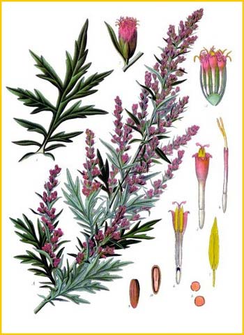    ( Artemisia vulgaris ) from Koehler's Medizinal-Pflanzen