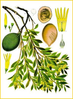    ( Aspidosperma quebracho-blanco ) from Koehler's Medizinal-Pflanzen 