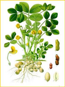   ( Arachis hypogaea ) from Koehler's Medizinal-Pflanzen