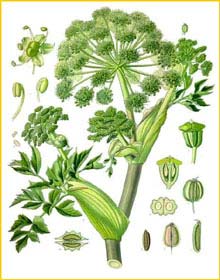   /  ( Angelica archangelica / Archangelica officinalis ) from Koehler's Medizinal-Pflanzen