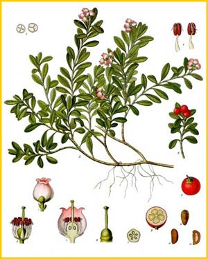   ( Arctostaphylos uva-ursi ) from Koehler's Medizinal-Pflanzen