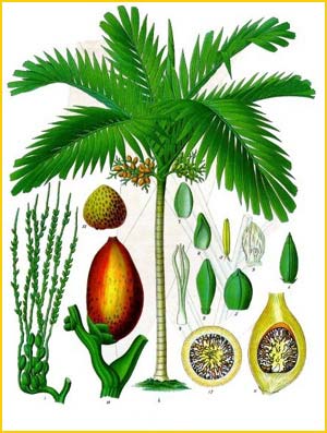  ( Areca catechu ) from Koehler's Medizinal-Pflanzen