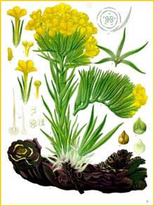   /  ( Arnebia densiflora ) from Koehler's Medizinal-Pflanzen