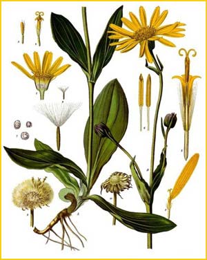   ( Arnica montana ) from Koehler's Medizinal-Pflanzen