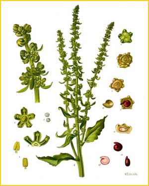   ( Beta vulgaris ) from Koehler's Medizinal-Pflanzen