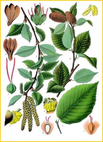   ( etula lenta ) from Koehler's Medizinal-Pflanzen