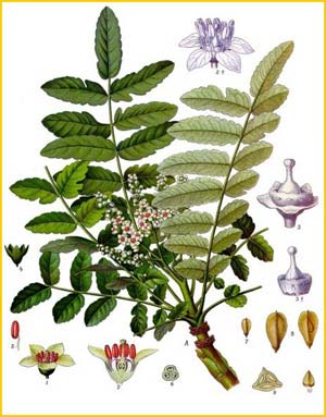   /   ( Boswellia carterii / sacra ) from Koehler's Medizinal-Pflanzen