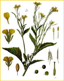   ( Brassica juncea ) from Koehler's Medizinal-Pflanzen