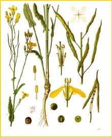  /  ( Brassica napus ) from Koehler's Medizinal-Pflanzen