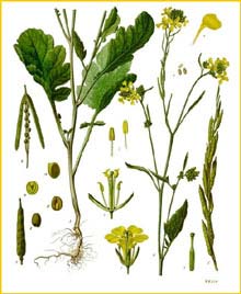  /   ( Brassica nigra ) from Koehler's Medizinal-Pflanzen