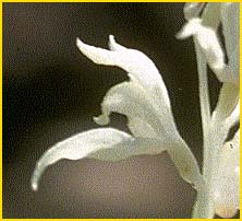   ( Cephalanthera austiniae )