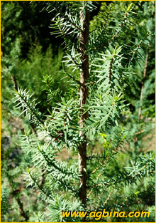   .  ( Juniperus oxycedrus ssp. macrocarpa ), 