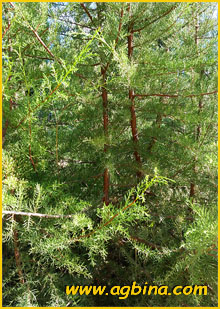     (Juniperus turbinata / phoenicea ssp. turbinata ), 