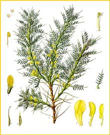   ( Astragalus adscendens )from Koehler's Medizinal-Pflanzen 
