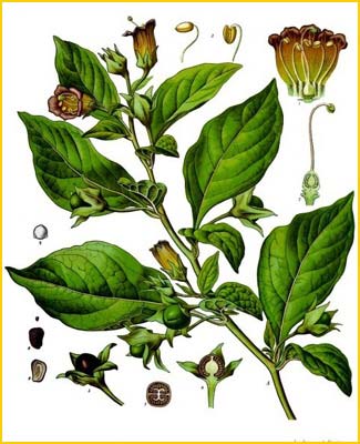   ( Atropa belladonna ) from Koehler's Medizinal-Pflanzen 