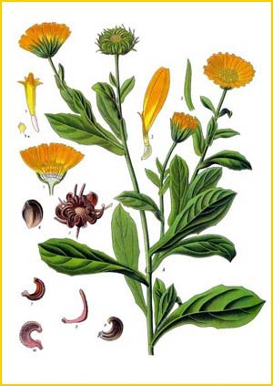   /  ( alendula officinalis  ) from Koehler's Medizinal-Pflanzen 