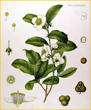   /  ( Camellia sinensis ) from Koehler's Medizinal-Pflanzen 