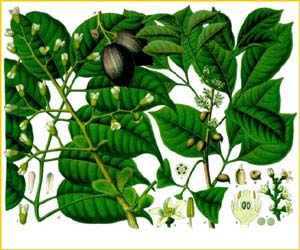   ( Canarium indicum ) from Koehler's Medizinal-Pflanzen 