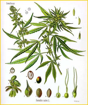    ( Cannabis sativa ) from Koehler's Medizinal-Pflanzen 