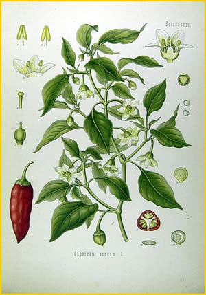    ( Capsicum annuum ) from Koehler's Medizinal-Pflanzen 