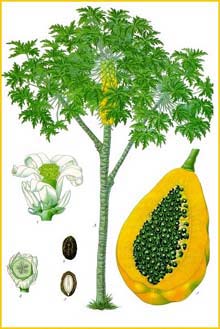    (Carica papaya ) from Koehler's Medizinal-Pflanzen 