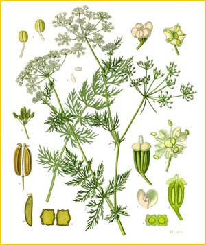   ( Carum carvi ) from Koehler's Medizinal-Pflanzen 
