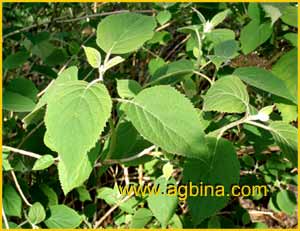    (Hydrangea arborescens ssp. radiata)