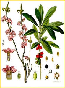   /   ( Daphne mezereum ) Koehler's Medizinal-Pflanzen 