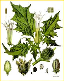   ( Datura stramonium ) Koehler's Medizinal-Pflanzen 