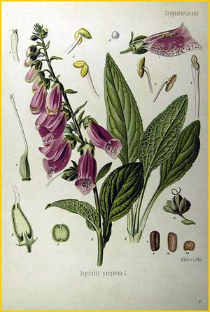  (Digitalis purpurea) from Koehler's Medizinal-Pflanzen 