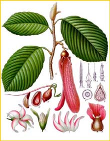    ( Dipterocarpus retusus ) from Koehler's Medizinal-Pflanzen 
