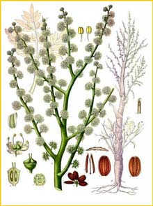  ( Dorema ammoniacum ) from Koehler's Medizinal-Pflanzen 