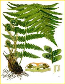   ( Dryopteris filix-mas ) from Koehler's Medizinal-Pflanzen 
