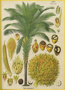   ( Elaeis guineensis ) from Koehler's Medizinal-Pflanzen 