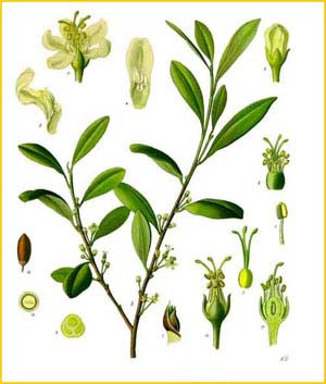     ( Erytroxylum coca ) from Koehler's Medizinal-Pflanzen 