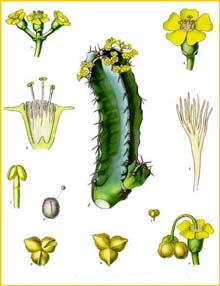   ( Euphorbia resinifera ) from Koehler's Medizinal-Pflanzen 