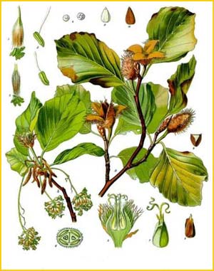   /     (  Fagus  sylvatica ) from Koehler's Medizinal-Pflanzen 