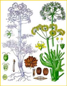  ( Ferula assa-foetida ) from Koehler's Medizinal-Pflanzen 