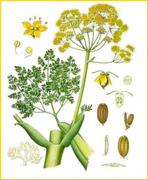   ( Ferula gummosa ) from Koehler's Medizinal-Pflanzen