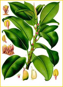    ( Ficus elastica ) from Koehler's Medizinal-Pflanzen 