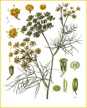    ( Foeniculum vulgare ) from Koehler's Medizinal-Pflanzen 